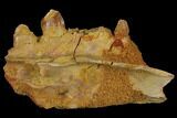 Crocodile Jaw Section - Composite Tooth #110480-1